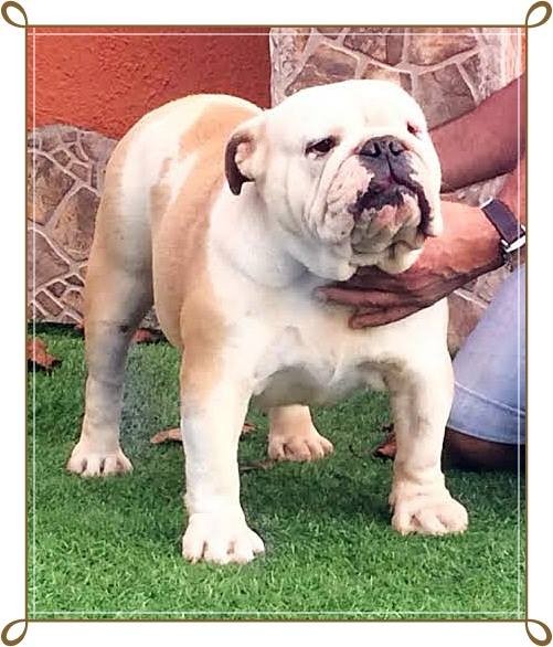 King´s Feeling Topacio